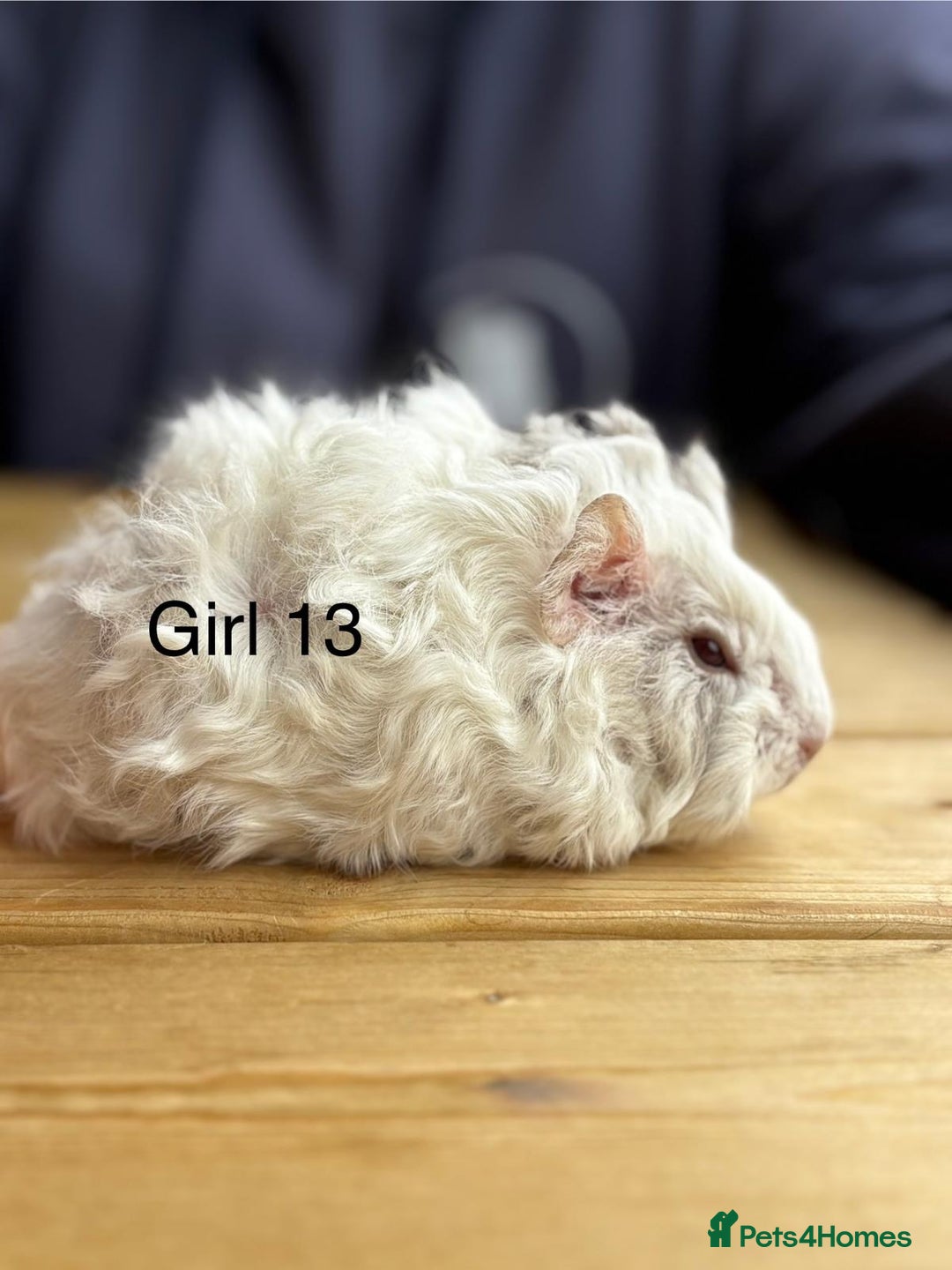 Guinea Pig rodents for sale: Various breeds of baby guinea pigs for sale - Image 11