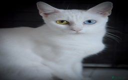 Mixed Breed cats for sale: White female cat looking for a home - Image 5