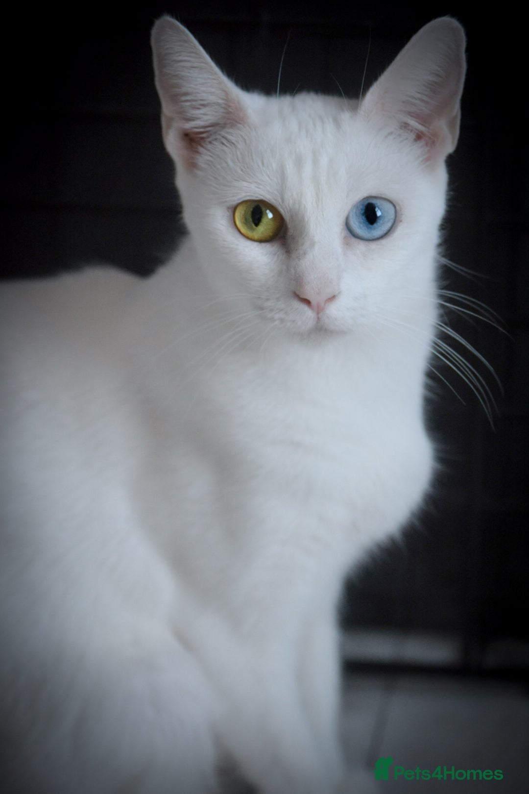 Mixed Breed cats for sale: White female cat looking for a home - Image 5