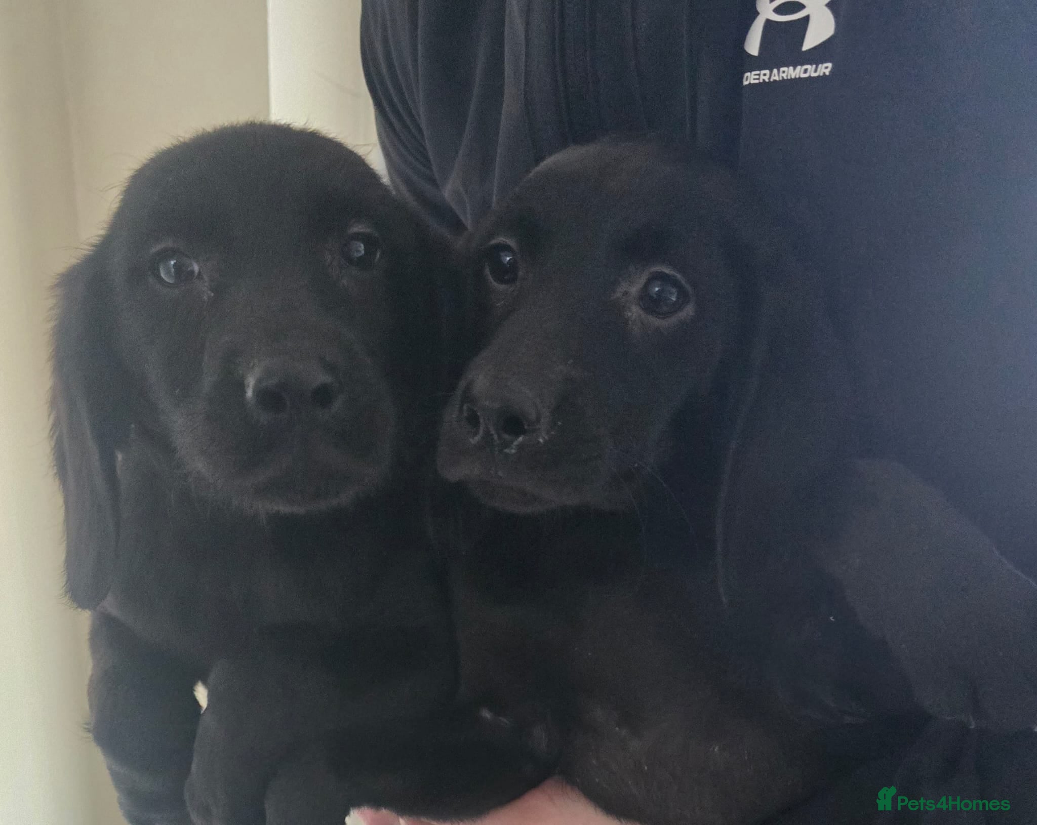 Labrador Retriever dogs Labrador puppies - Advert 2