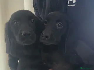 Labrador Retriever dogs Labrador puppies - Advert 1