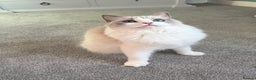 Ragdoll cats for sale: TICA Pedigree Bicolour Ragdoll kittens - Advert 2
