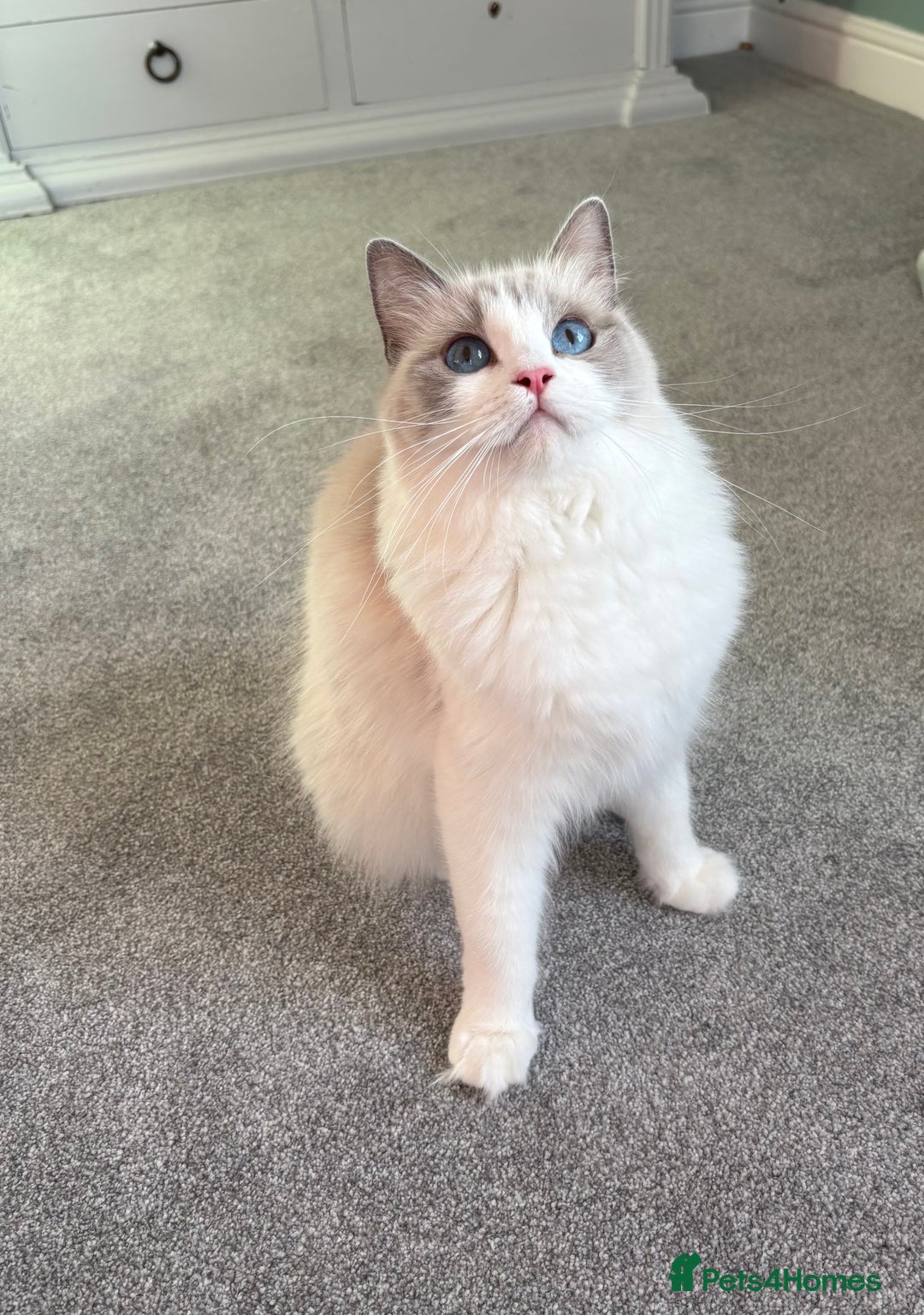 Ragdoll cats for sale: TICA Pedigree Bicolour Ragdoll kittens - Advert 2