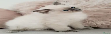 Ragdoll 3