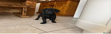Labrador Retriever 6