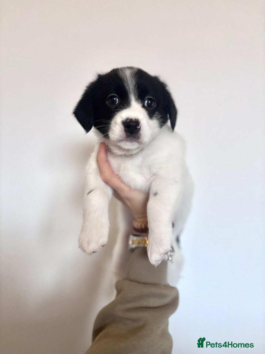 Mixed Breed dogs for sale: 3 beautiful Bichon Maltese mixed breed pups - Advert 1