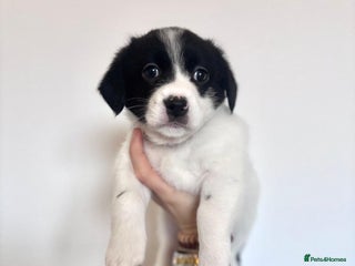 Mixed Breed dogs 3 beautiful Bichon Maltese mixed breed pups - Advert 17