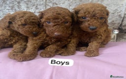 Miniature Poodle dogs for sale: Dark Red KC Miniature Poodles - Image 3