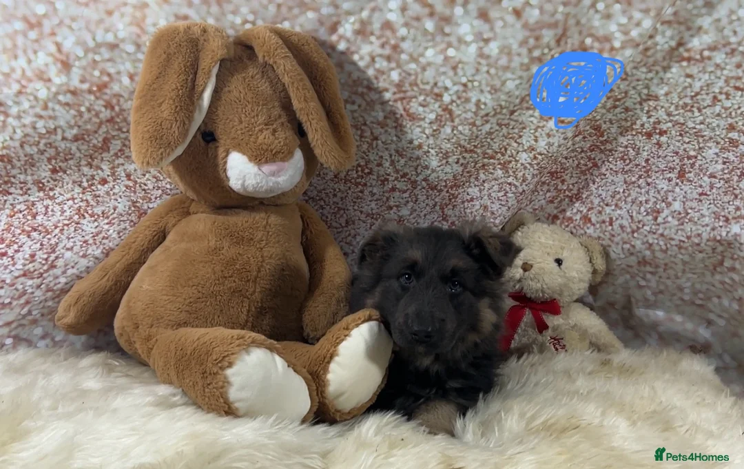 German Shepherd dogs for sale: Stunning blue German shepherd puppies  - Advert 3