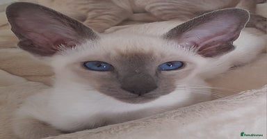 Siamese cats - Advert 5