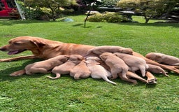 Labrador Retriever dogs for sale: Dark Red and Yellow KC reg DNA Clear Lab Puppies - Image 3