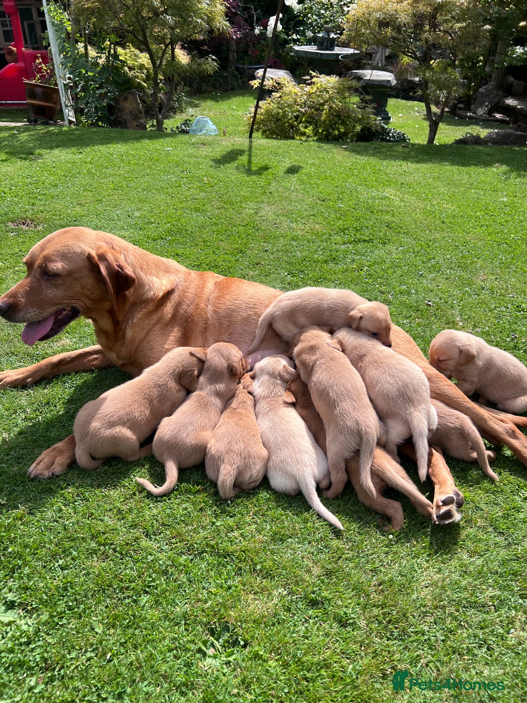 Labrador Retriever dogs for sale: Dark Red and Yellow KC reg DNA Clear Lab Puppies - Image 3
