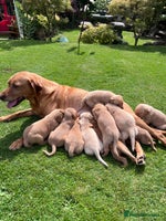 Labrador Retriever dogs - Advert 12