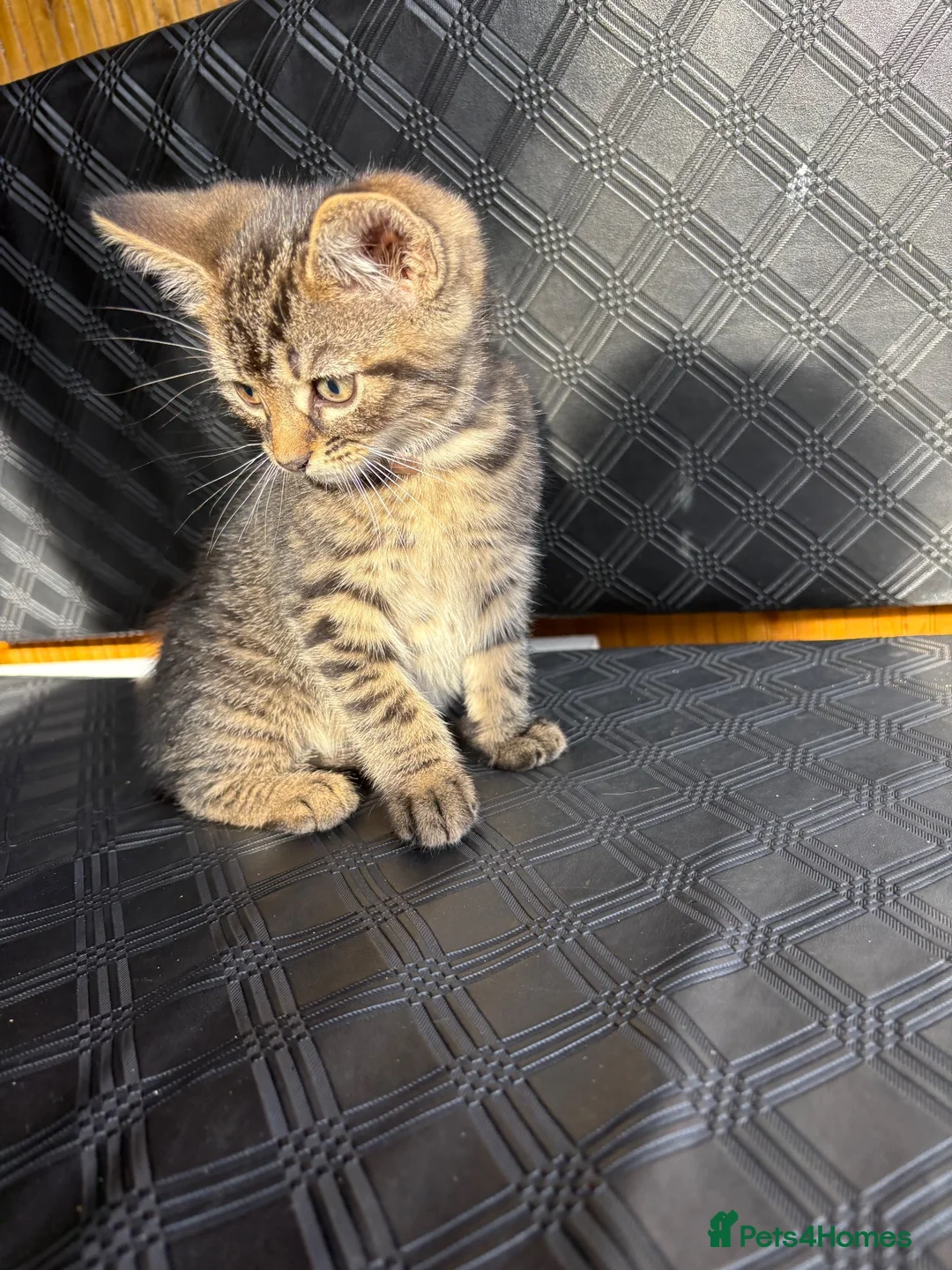 Mixed Breed cats for sale: Two Lovely Female Kittens Looking for Homes - Advert 11