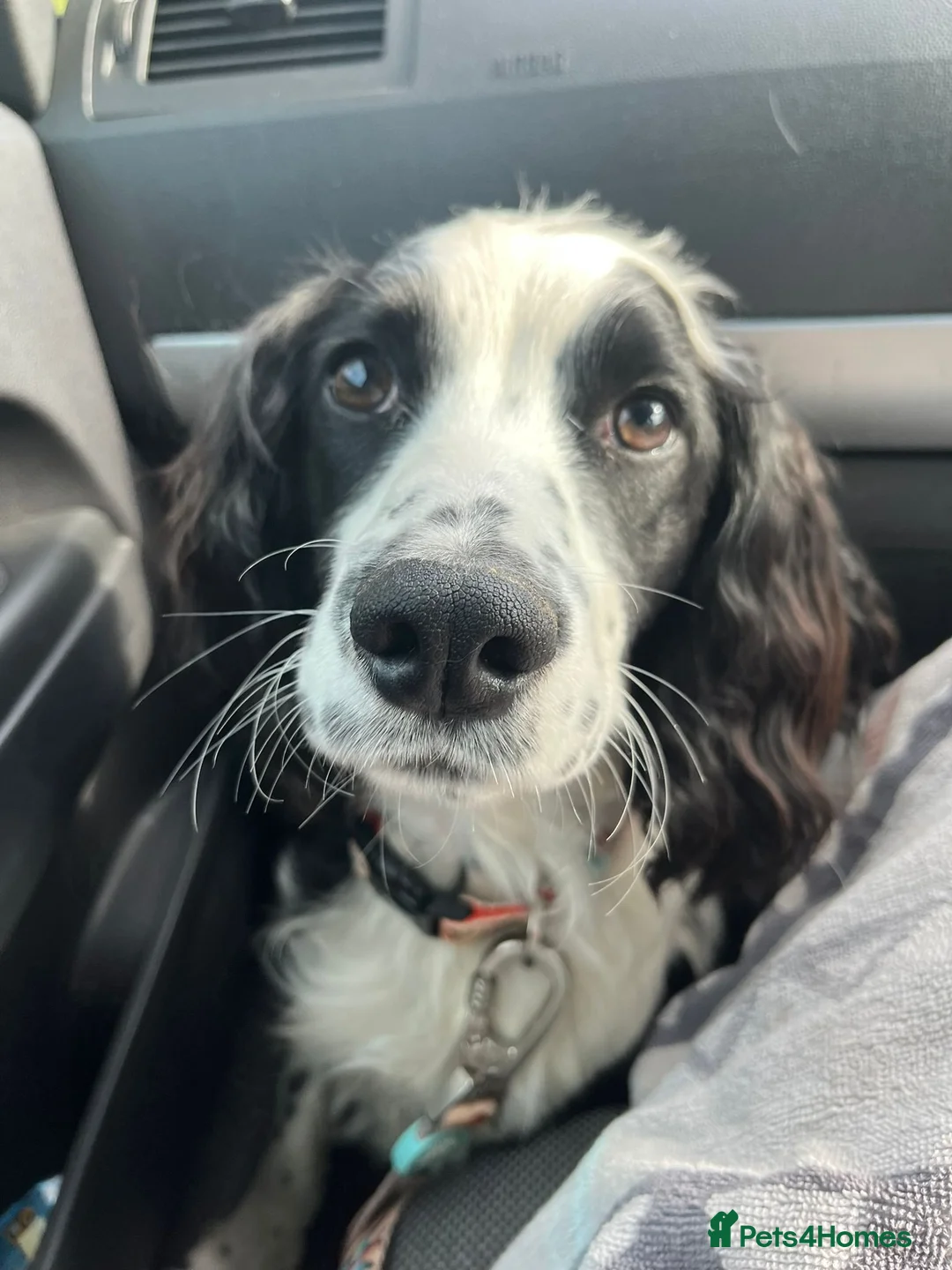 Cocker Spaniel dogs for sale: Keo 10 month male cocker spaniel  - Advert 9