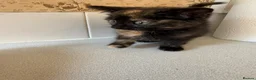 Mixed Breed cats for sale: 🐱 Beautiful Kittens Looking For Their Homes 🐱 in Birmingham - Advert 27