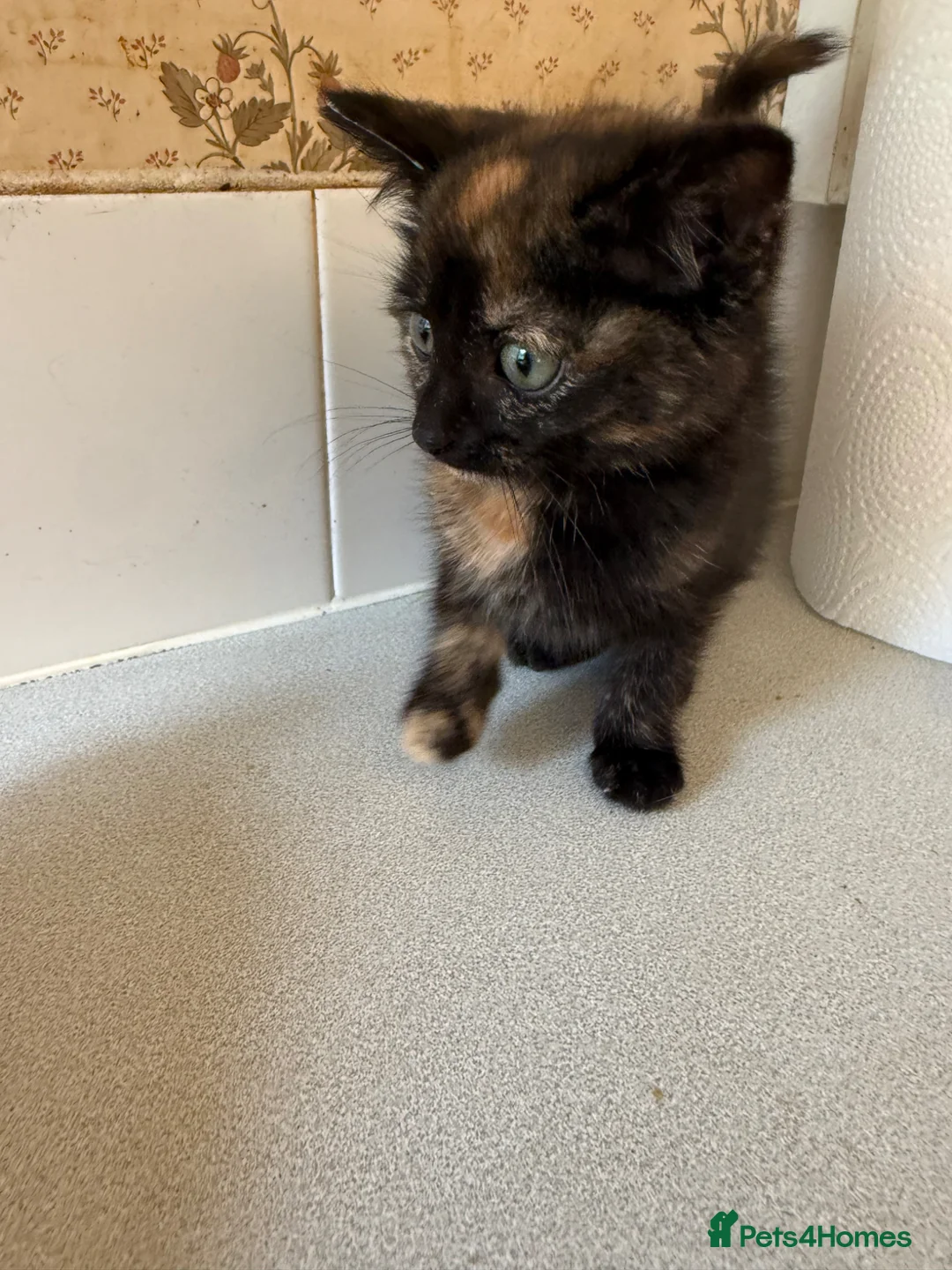 Mixed Breed cats for sale: 🐱 Beautiful Kittens Looking For Their Homes 🐱 in Birmingham - Advert 27