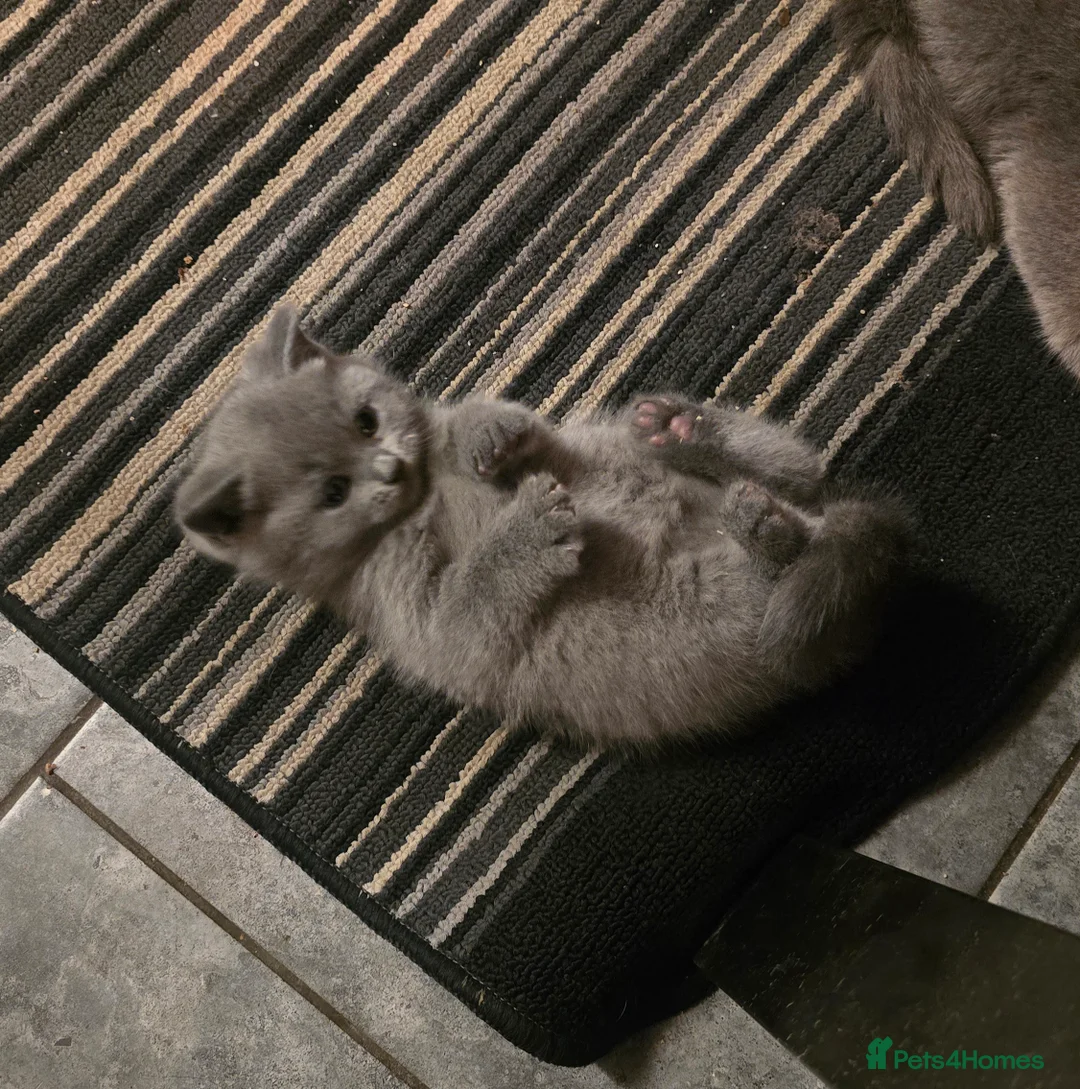 British Shorthair cats for sale: 6 british short hair ready to go  - Advert 22