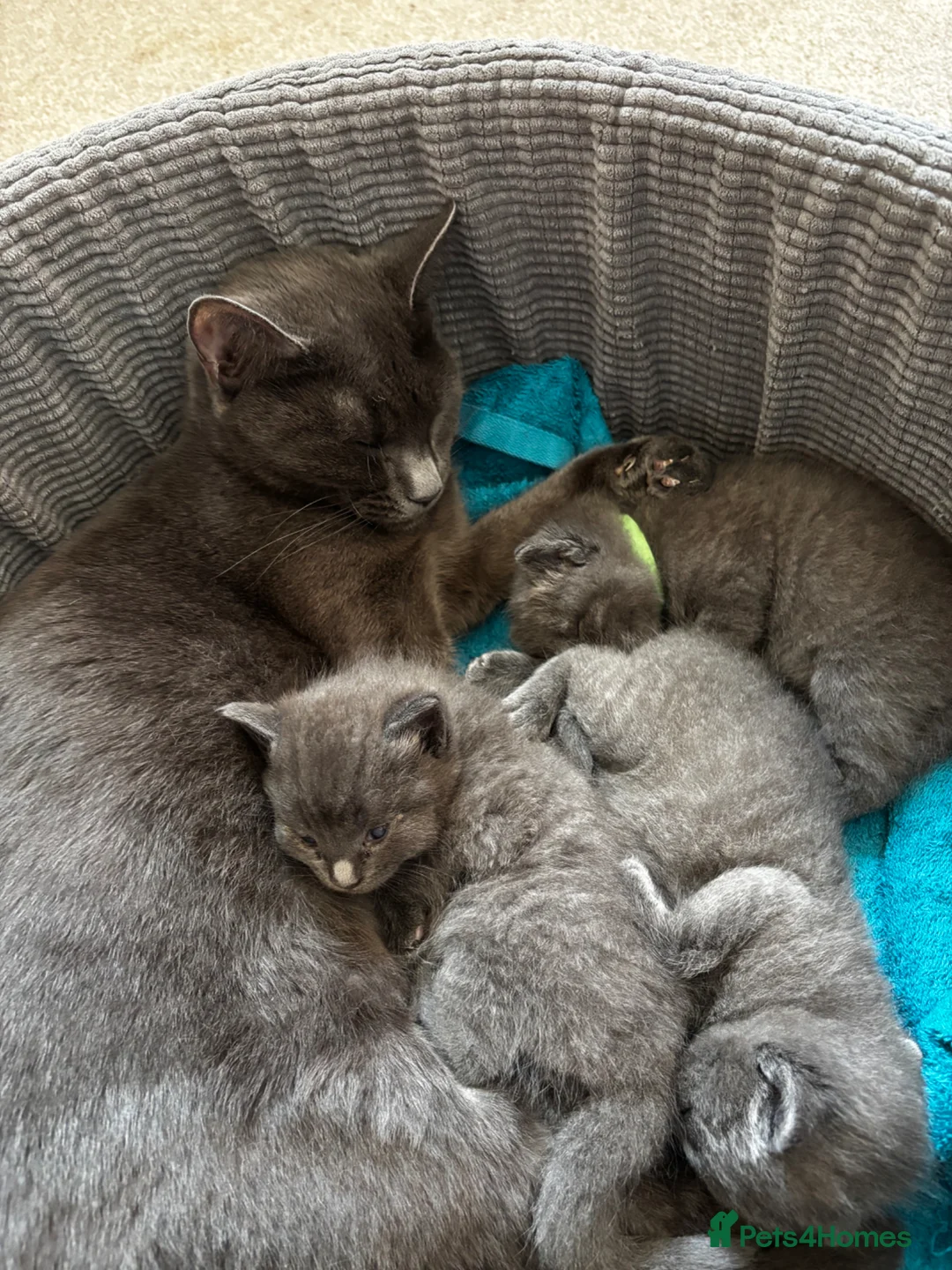 Mixed Breed cats for sale: Russian blue X Ragdoll - Advert 2