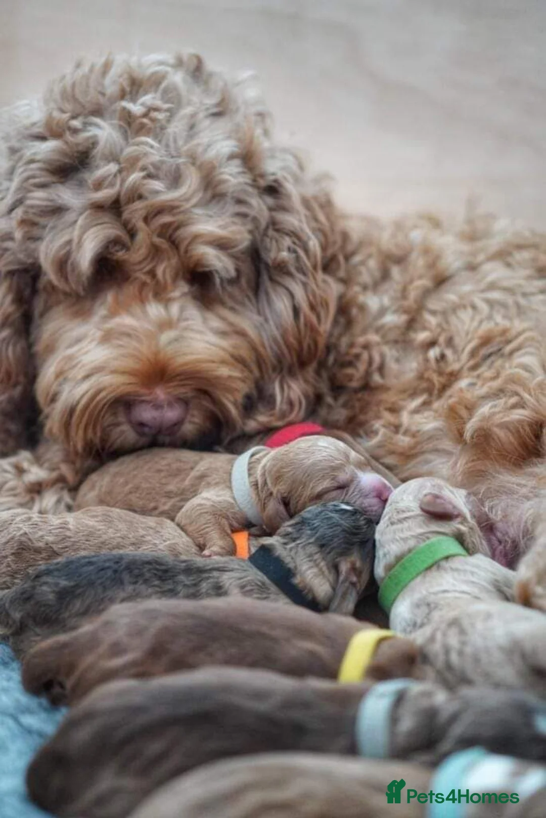 Cockapoo dogs for stud: Stunning Sable F1 Cockapoo DNA health tested clear in Cannock - Advert 16