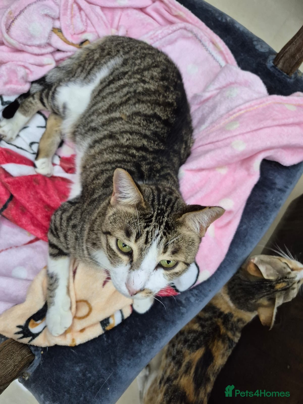 Domestic Shorthair cats Memo boy  - Advert 3