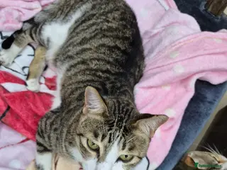 Domestic Shorthair cats Memo boy - Advert 3