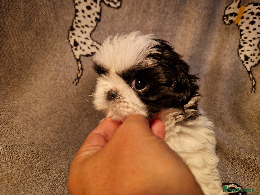 Shih Tzu dogs for sale: Shih Tzu puppies for sale  - Image 7