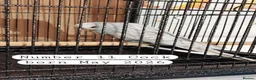 Budgerigars birds for sale: Baby budgies Ashford Kent  - Advert 10
