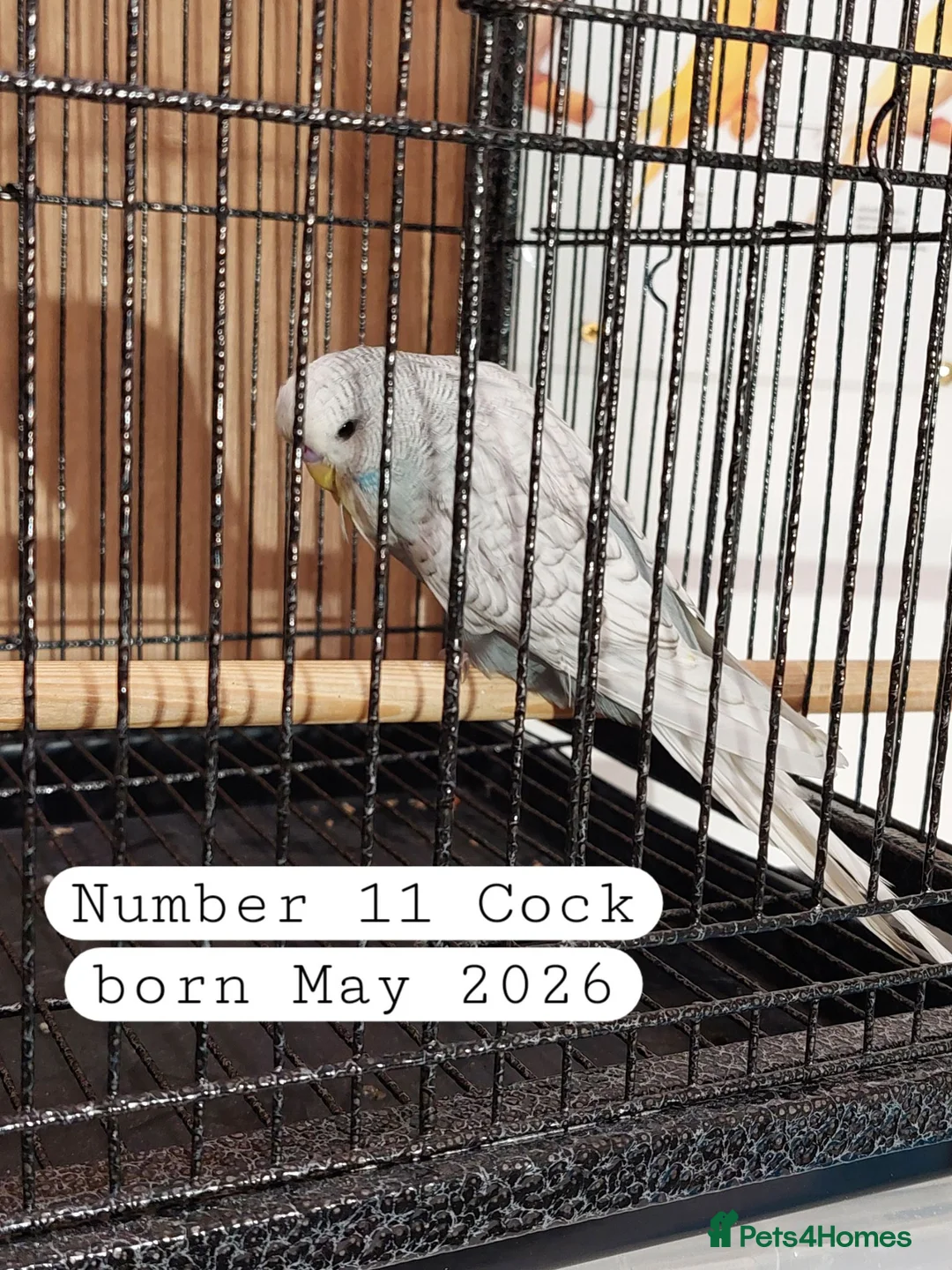 Budgerigars birds for sale: Baby budgies Ashford Kent  - Advert 10