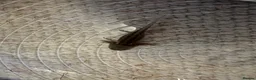 Axolotl reptiles for sale: Axolotl Babies - only 3 left!  - Advert 3
