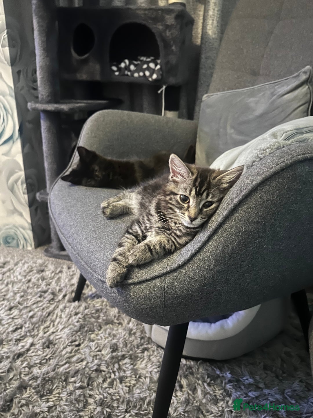 British Longhair cats for sale: Male cat and female cat - Image 1