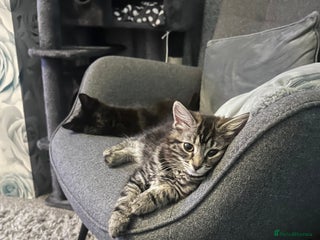 British Longhair cats - Advert 9