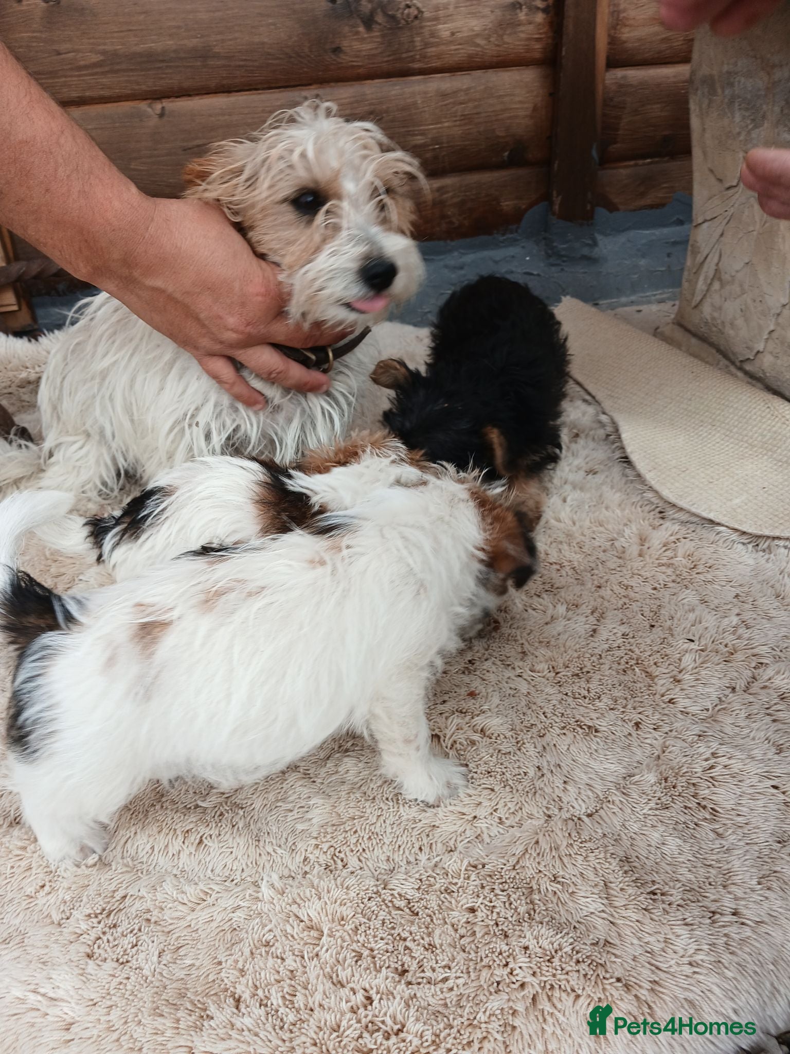 Jack Russell dogs Miniature jack russells - Advert 1