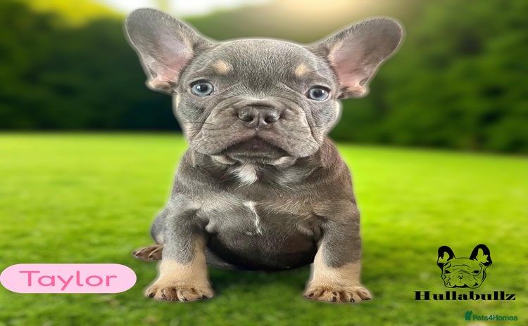 French Bulldog dogs - Advert 4