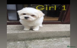 Maltipoo dogs for sale: Maltipoo Puppies  - Image 2