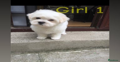 Maltipoo dogs - Advert 3