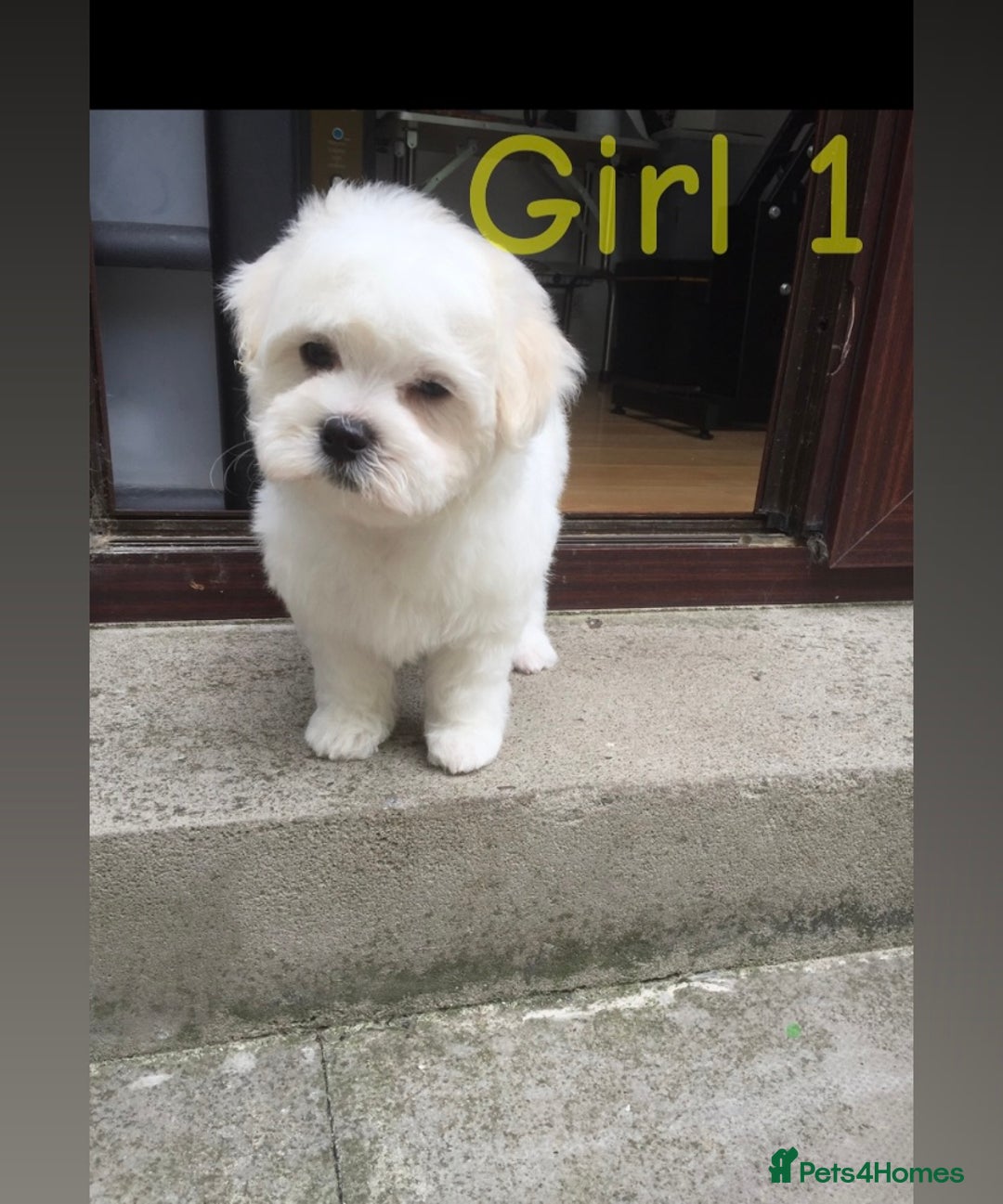 Maltipoo dogs for sale: Maltipoo Puppies  - Image 2