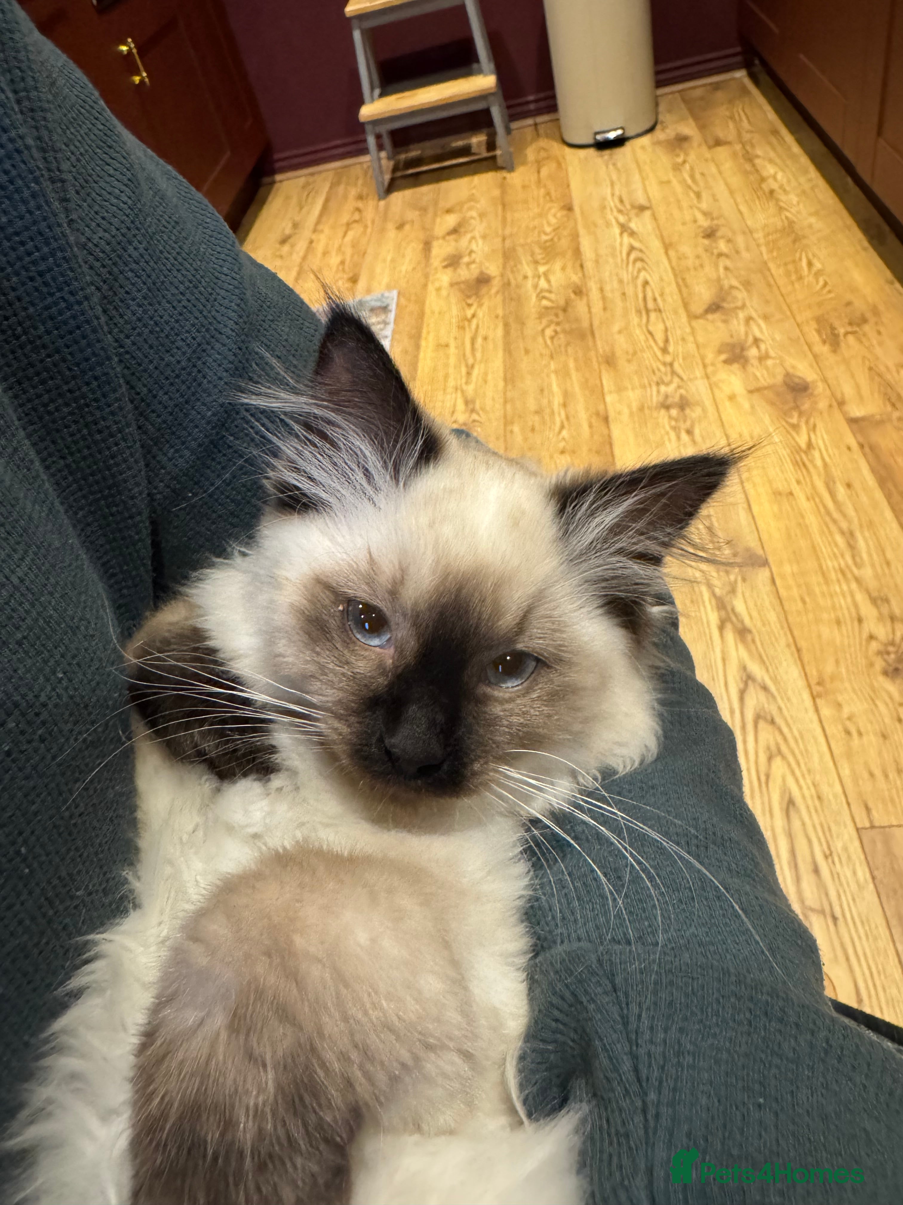 Ragdoll cats Ragdoll Female kitten 14weeks rehome - Advert 1