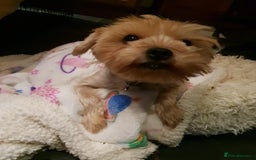 Yorkshire Terrier dogs for sale: Tiny Yorkshire Terriers for sale - Image 15