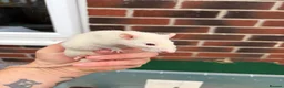 Rat rodents for sale: Male rats for sale  - Advert 3