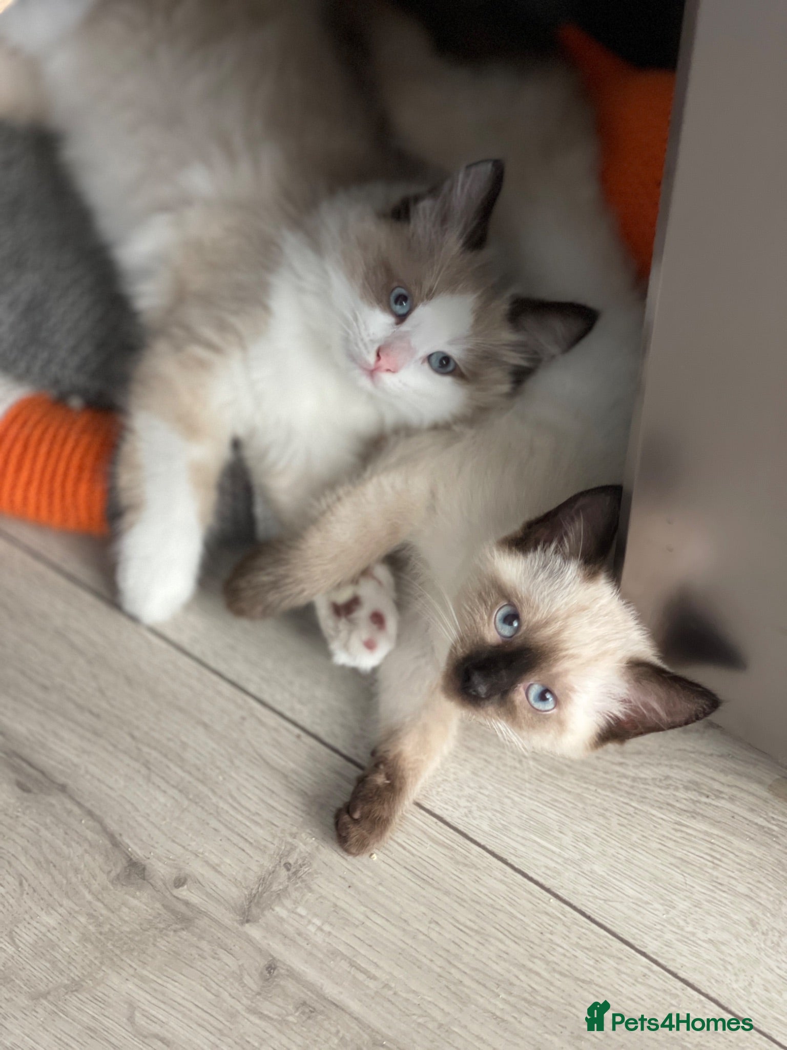 Siamese cats Ready Now – Stunning Blue-Eyed Siamese Kittens  - Advert 1