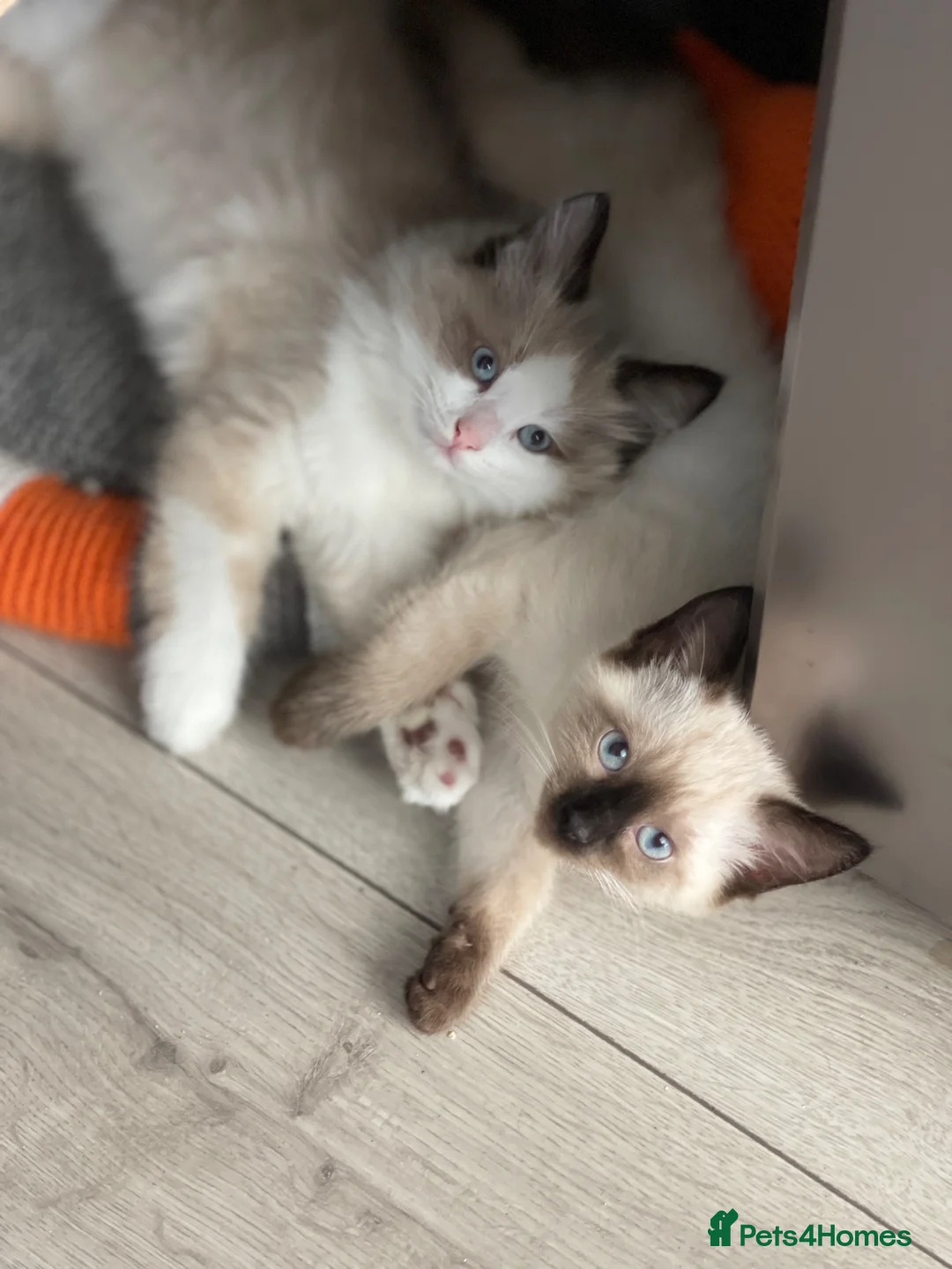 Siamese cats for sale: Ready Now – Stunning Blue-Eyed Siamese Kittens  - Advert 2