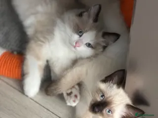 Siamese cats Ready Now – Stunning Blue-Eyed Siamese Kittens - Advert 1