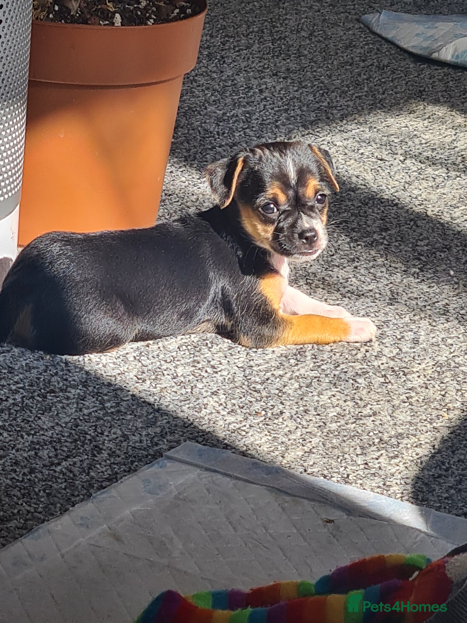 Jack Chi dogs Jack-Chi puppies LAST GIRL ❤️ - Advert 1