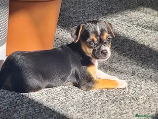 Jack Chi dogs Jack-Chi puppies LAST GIRL ❤️ - Advert 2