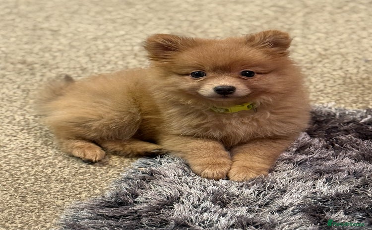 Pomeranian dogs - Advert 10