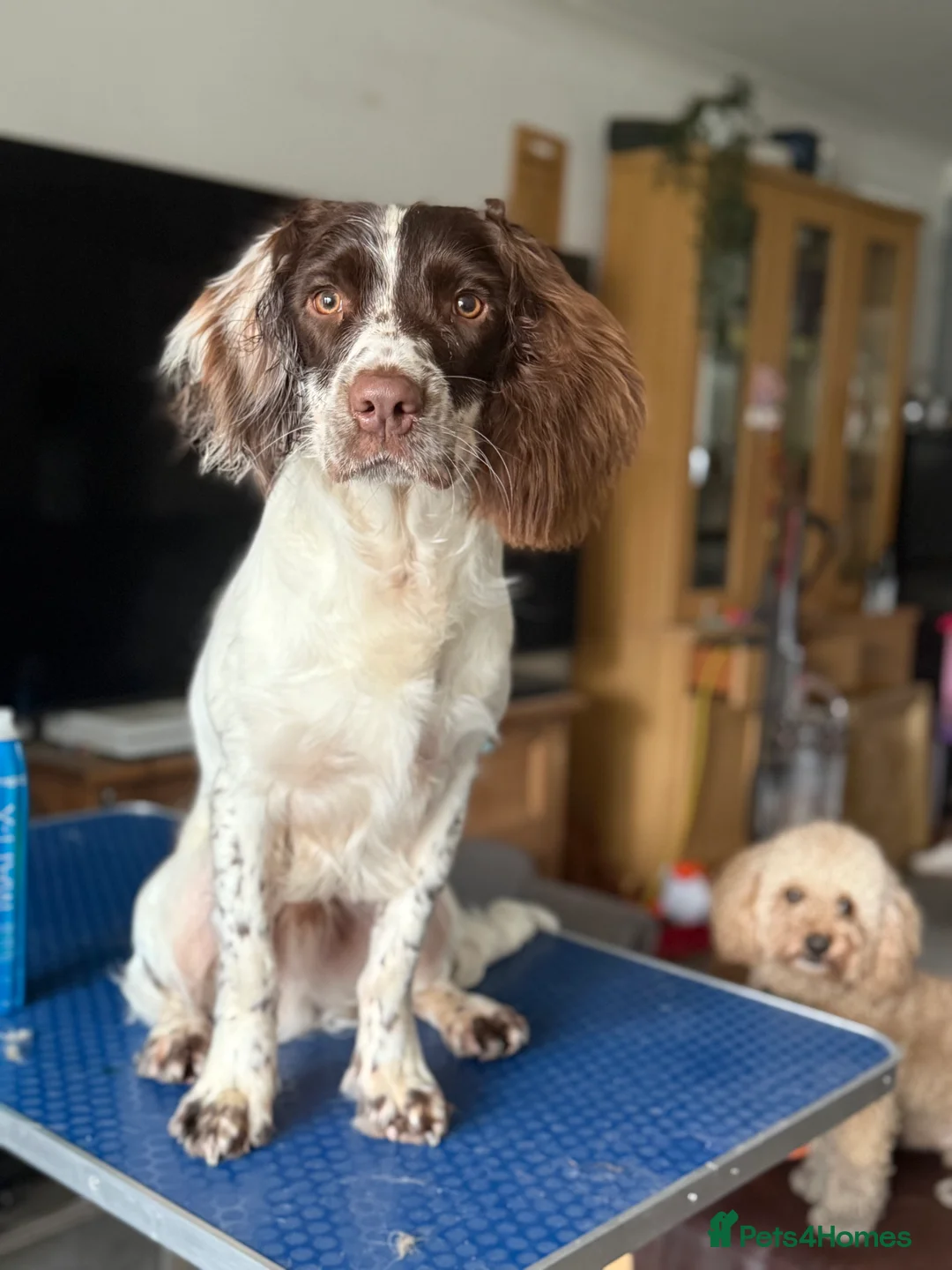 English Springer Spaniel dogs for sale: Bandit - Advert 1