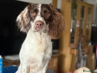 English Springer Spaniel dogs Bandit - Advert 15
