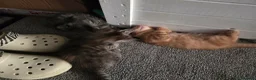 Mixed Breed cats for sale: Amazing Kittens  in Northampton - Advert 6