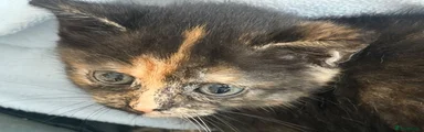 Mixed Breed 3
